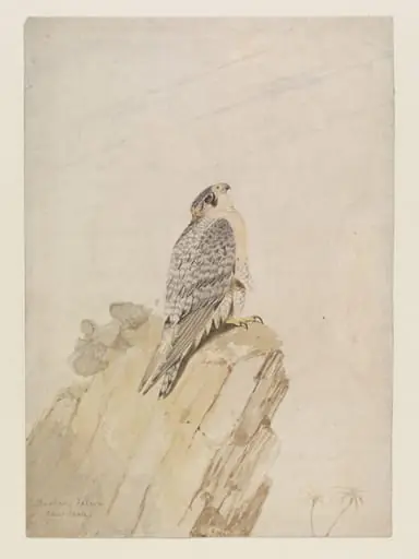 Barbary Falcon - Adult male, by William Brodrick