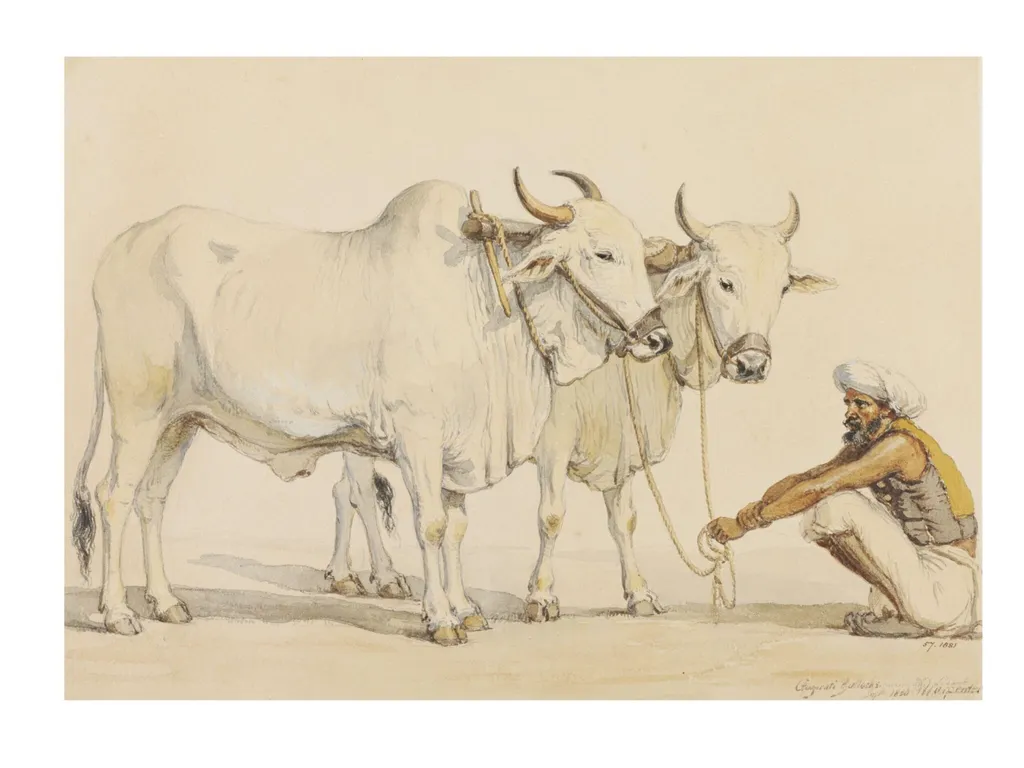 Two harnessed bullocks from Gujarat with their keeper, by William Carpenter, paint, 1850