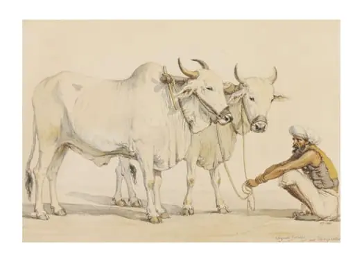 Two harnessed bullocks from Gujarat with their keeper