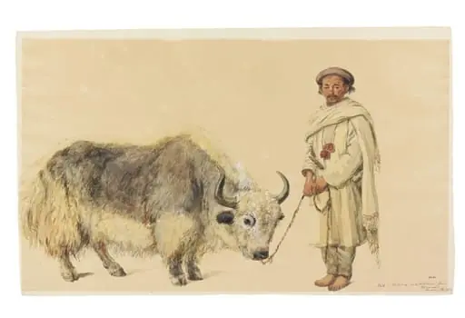 Yak or Thibet ox and hillman from Kunawur