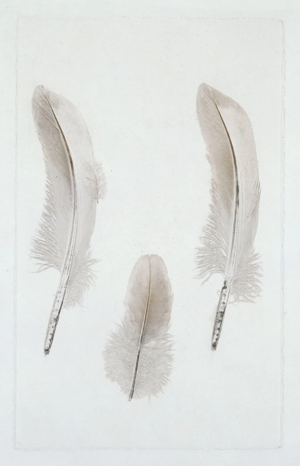 Nature print, by William Costen Aitken, 1850
