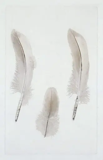 Nature print