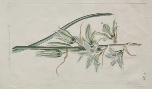 The Botanical Magazine or Flower Garden Displayed: Star of Bethlehem, by William Curtis