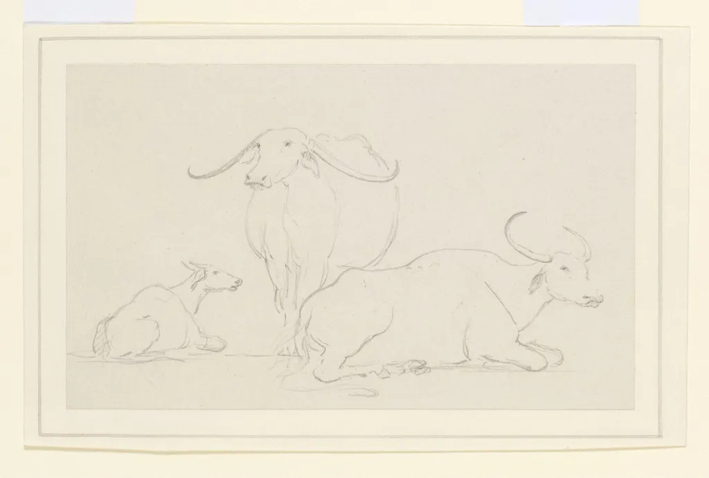 Three bullocks, by William Daniell, 1792