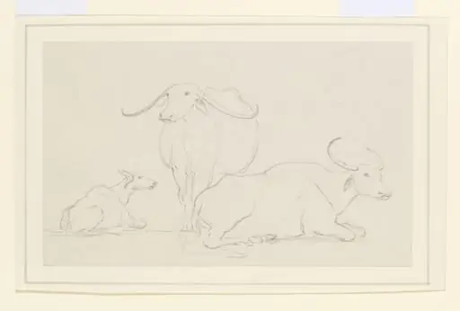 Three bullocks, by William Daniell