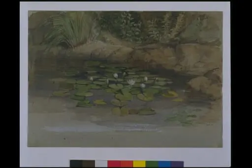 Study of waterlilies and other plants, by William Dyce