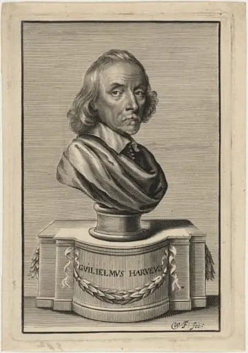 William Harvey, M.D., by William Faithorne