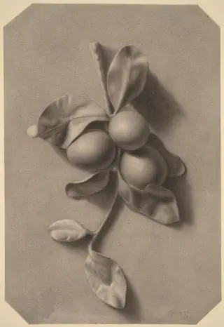 A Sprig of Plums, by William Harnett