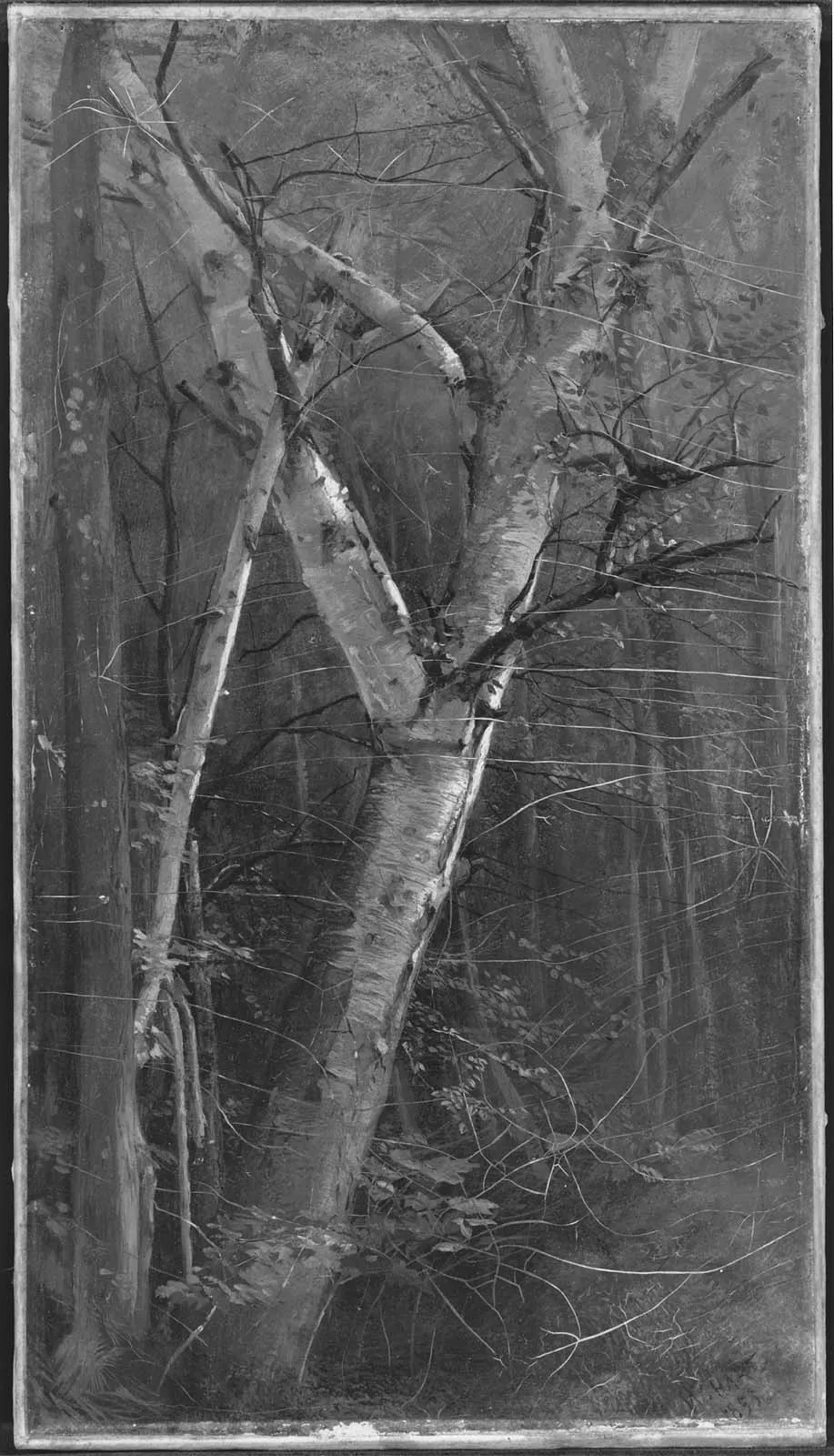 Birches, by William Hart, oil, 1855