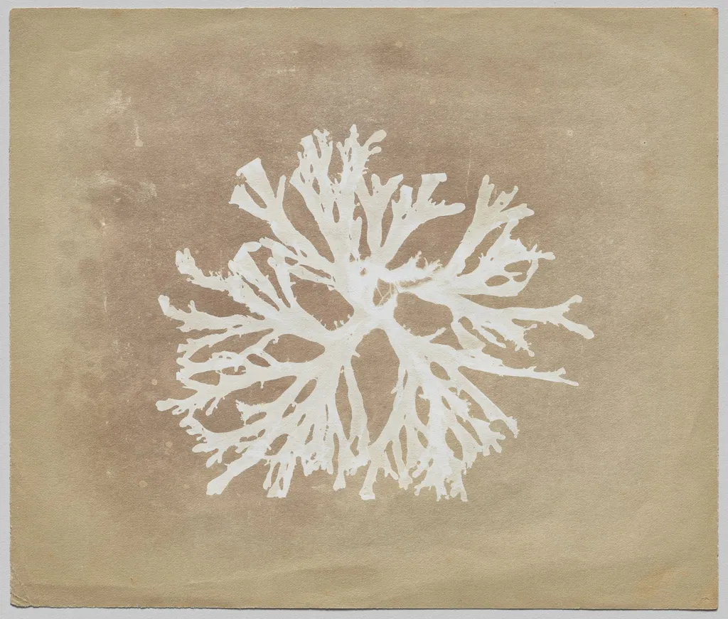 Algae, by William Henry Fox Talbot, 1840