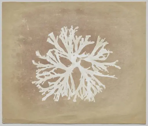 Algae, by William Henry Fox Talbot
