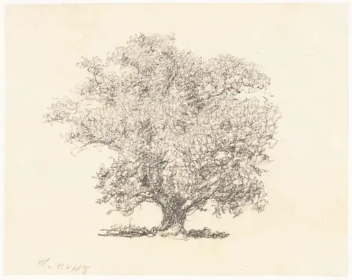 A Tree in Full-Leaf