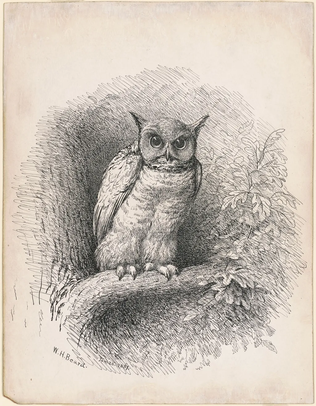 Owl, by William Holbrook Beard, ink, 1889