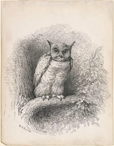 Owl, by William Holbrook Beard