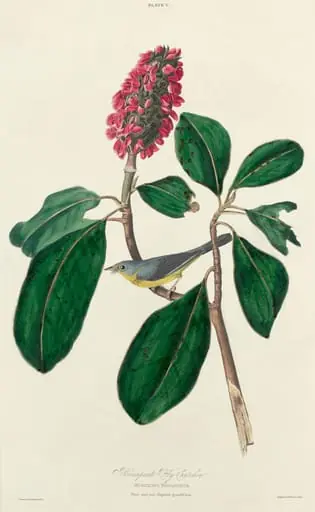 Bonaparte Fly Catcher, by William Home Lizars