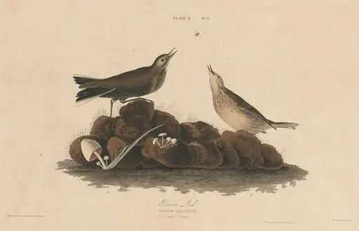 Brown Lark, by William Home Lizars