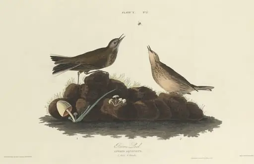 Brown Lark, by William Home Lizars