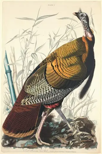 Great American Cock, by William Home Lizars