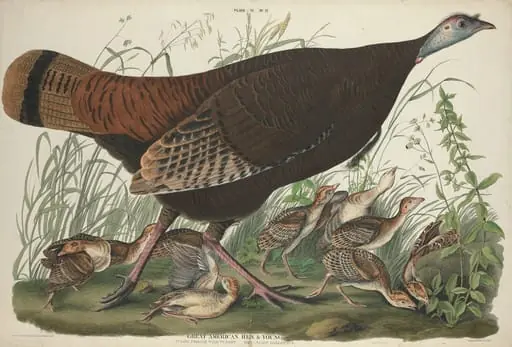 Great American Hen and Young, by William Home Lizars