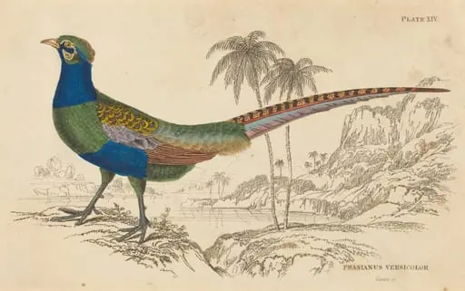 Phasianus Versicolor, by William Home Lizars