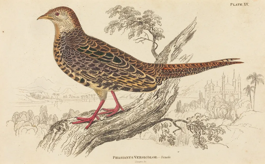 Phasianus Versicolor - Female, by William Home Lizars, ink, 1824