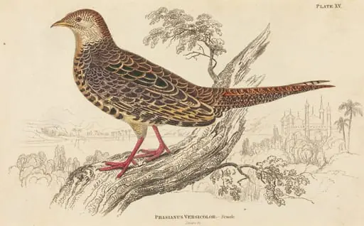 Phasianus Versicolor - Female, by William Home Lizars