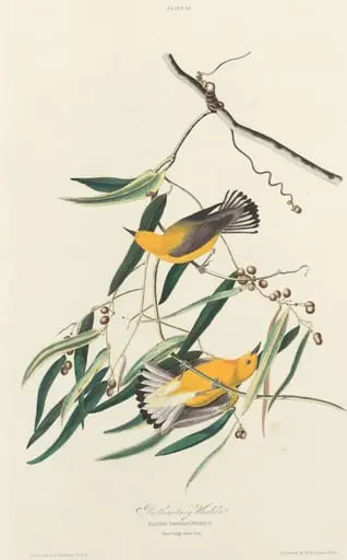 Prothonotary Warbler, by William Home Lizars