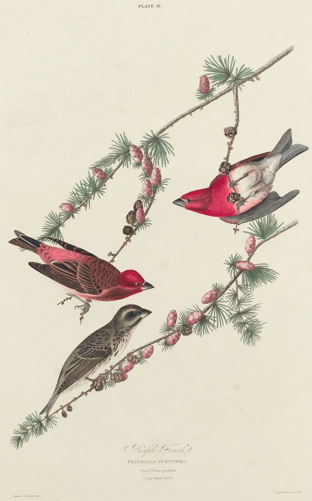 Purple Finch, by William Home Lizars, ink, 1827