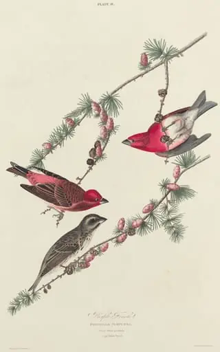 Purple Finch, by William Home Lizars