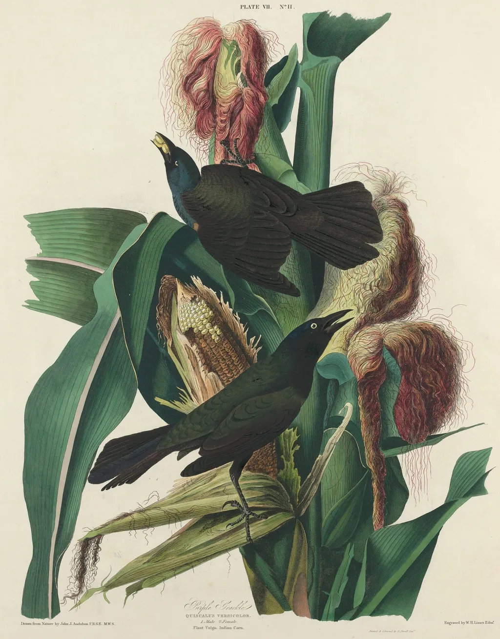 Purple Grackle, by William Home Lizars, ink, 1827
