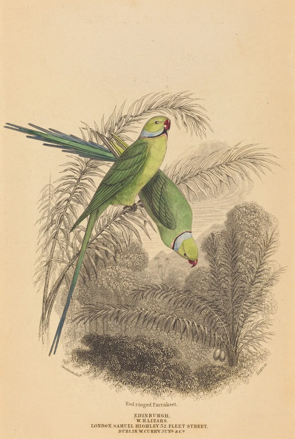 Red Ringed Parrakeet, by William Home Lizars, ink, 1824