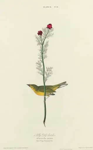 Selby's Flycatcher, by William Home Lizars