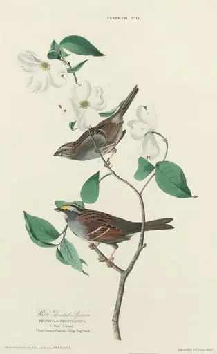 White-throated Sparrow, by William Home Lizars