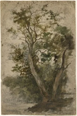A Tree, by William Howis junior, unspecified, 1852