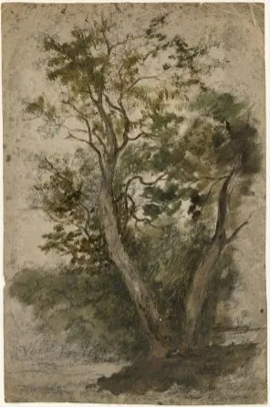 A Tree, by William Howis junior