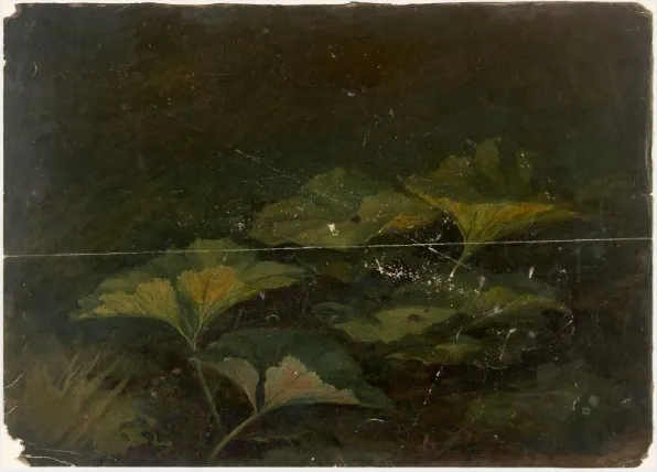 Plants, by William Howis junior, unspecified, 1851