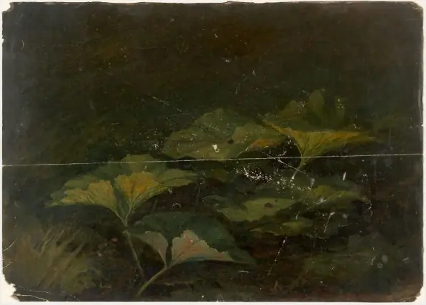 Plants, by William Howis junior
