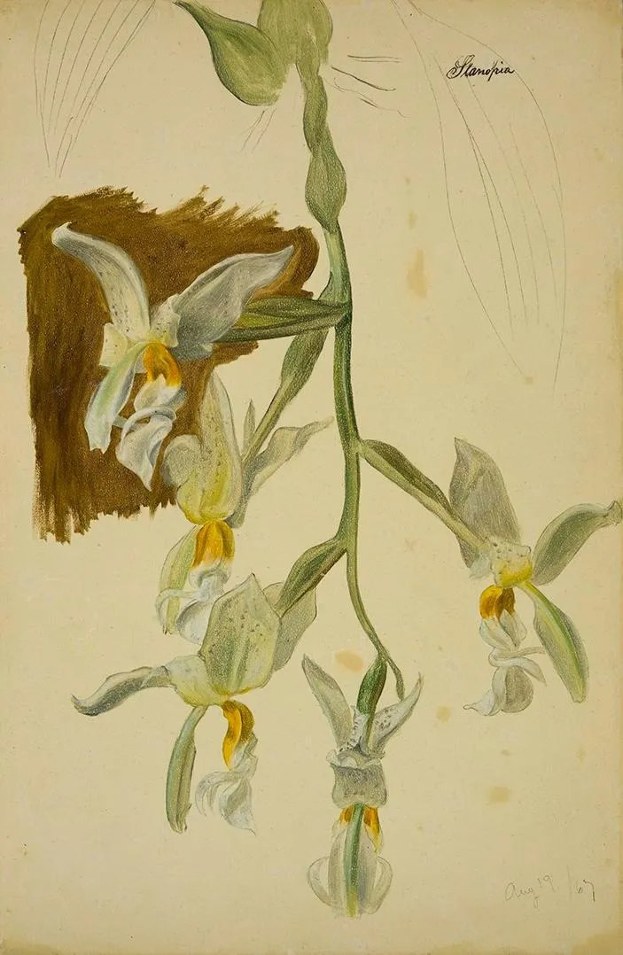Stanhopea Orchid, by William Jacob Hays, unspecified, 1867