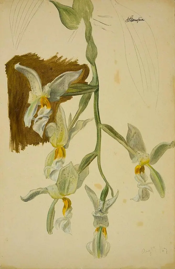 Stanhopea Orchid, by William Jacob Hays
