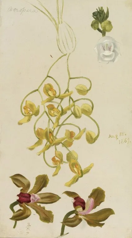 Three Orchids, Acropera, Peristeria Elata, Cattleya Bicolor, by William Jacob Hays, unspecified, 1869