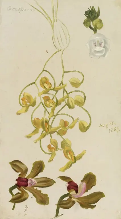 Three Orchids, Acropera, Peristeria Elata, Cattleya Bicolor, by William Jacob Hays