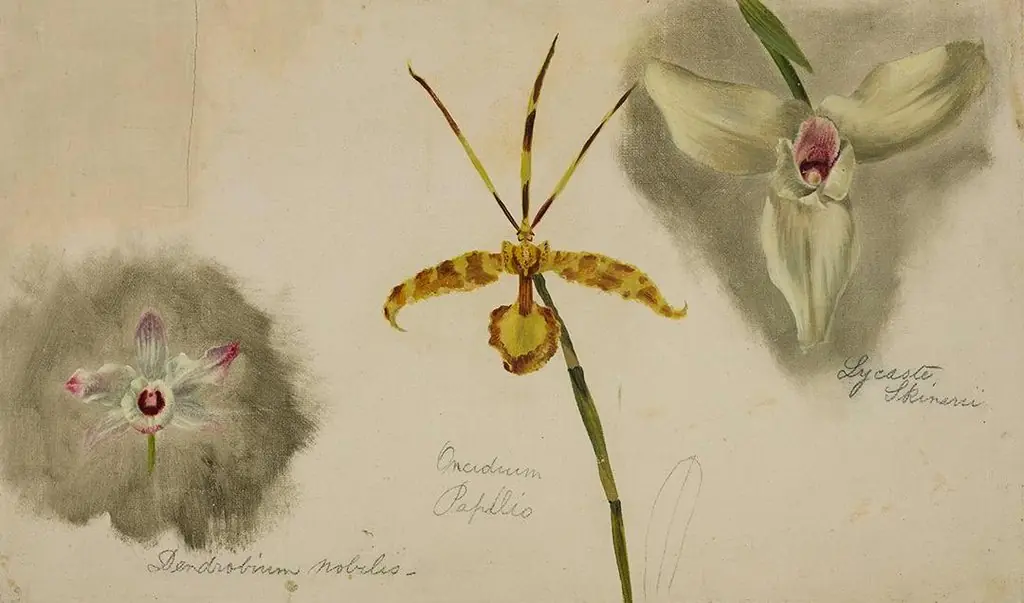 Three Orchids (Dendrobium Nobile/Oncidium Papilio/Lycaste Skinneri), by William Jacob Hays