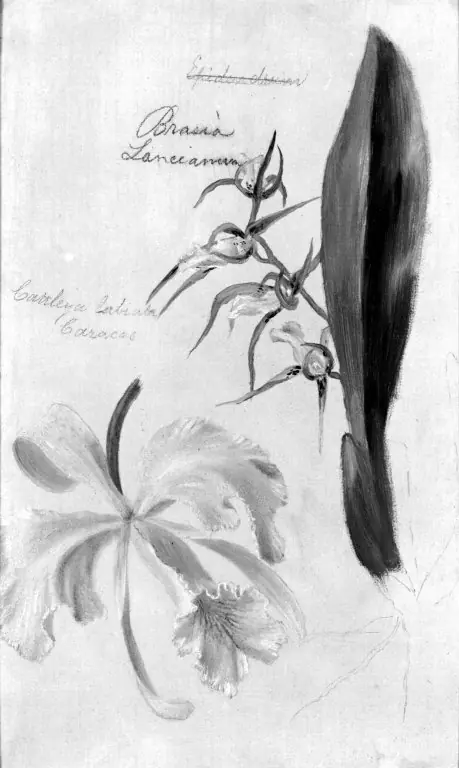 Two Orchids, Brassia Lanceana, Cattleya Labiata, by William Jacob Hays