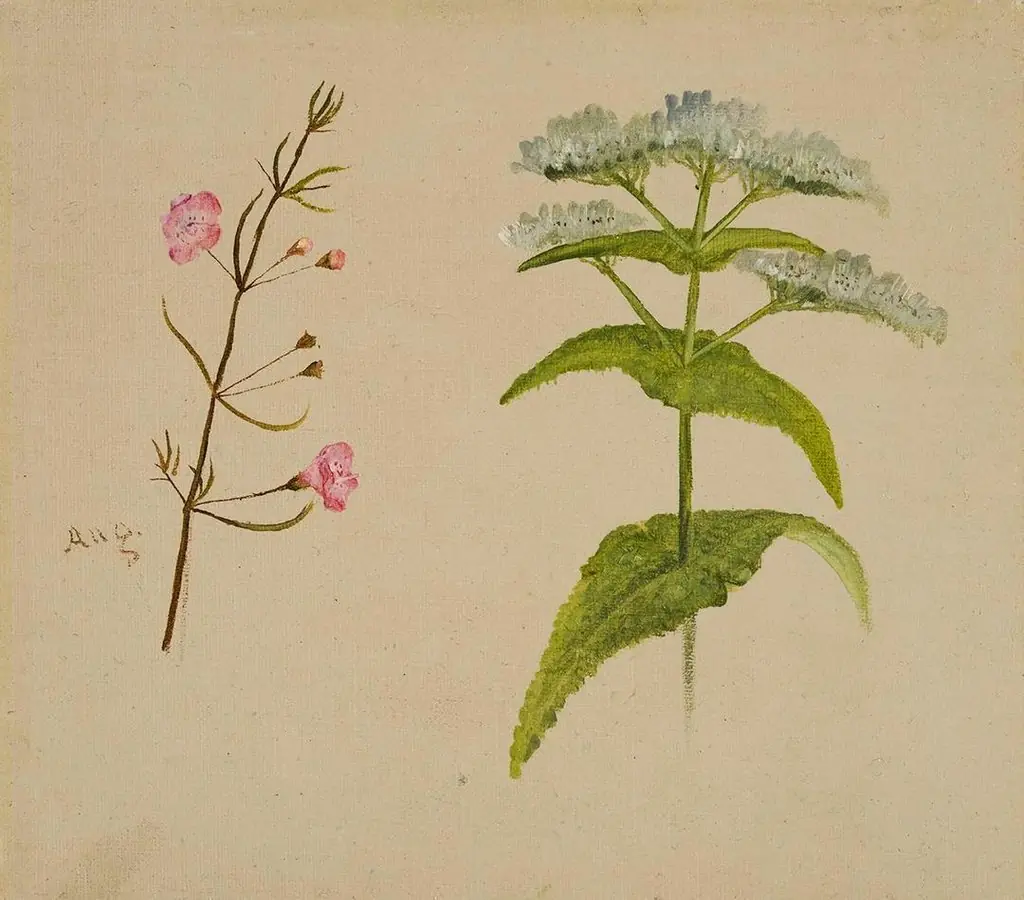 Two Wildflowers (Gerardia/Eupatorium (Boneset)), by William Jacob Hays