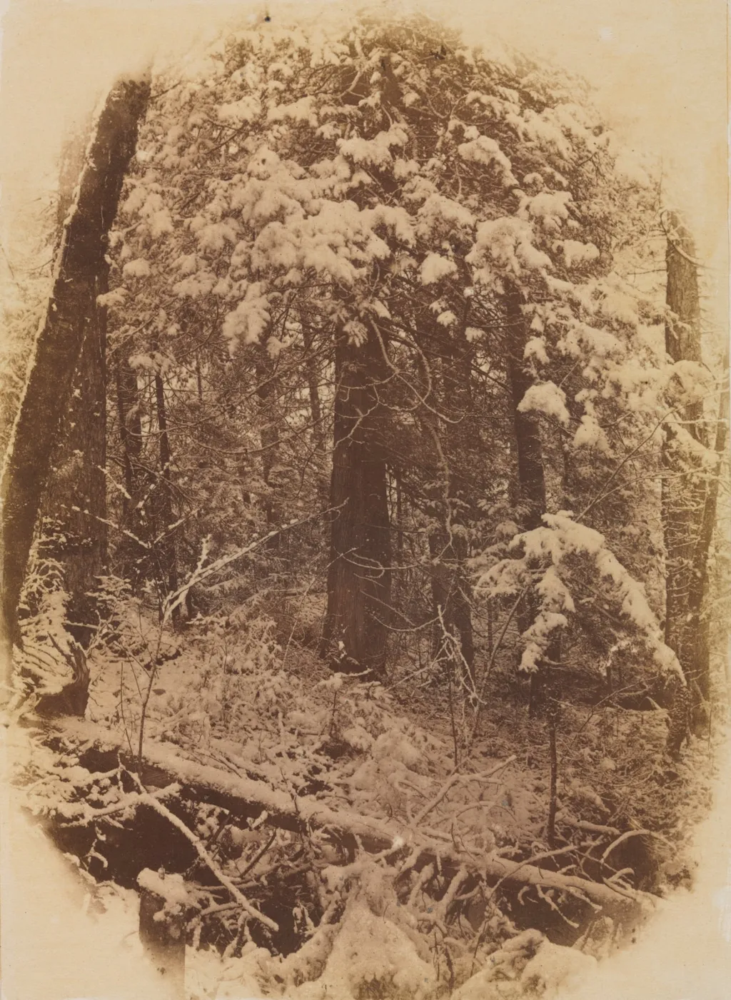 Untitled (Woods in Snow), by William James Stillman, 1859