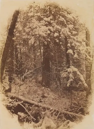 Untitled (Woods in Snow), by William James Stillman