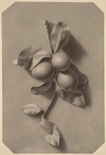 A Sprig of Plums, by William Michael Harnett