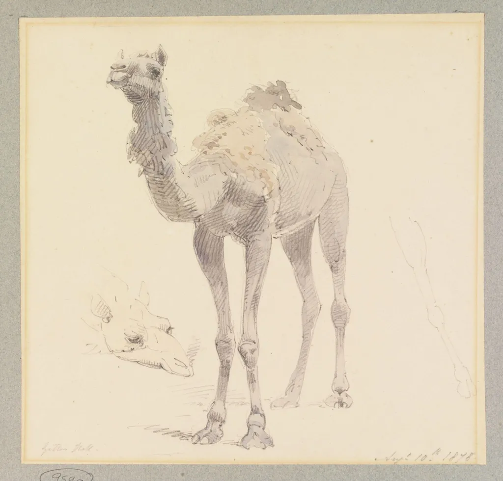 A Camel, by William Strutt, watercolor, 1878