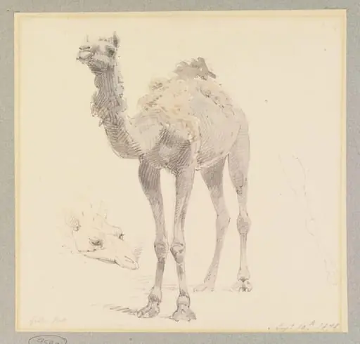 A Camel, by William Strutt