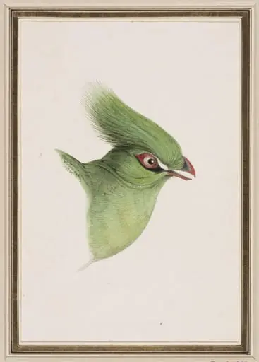 Untitled, by William Swainson
